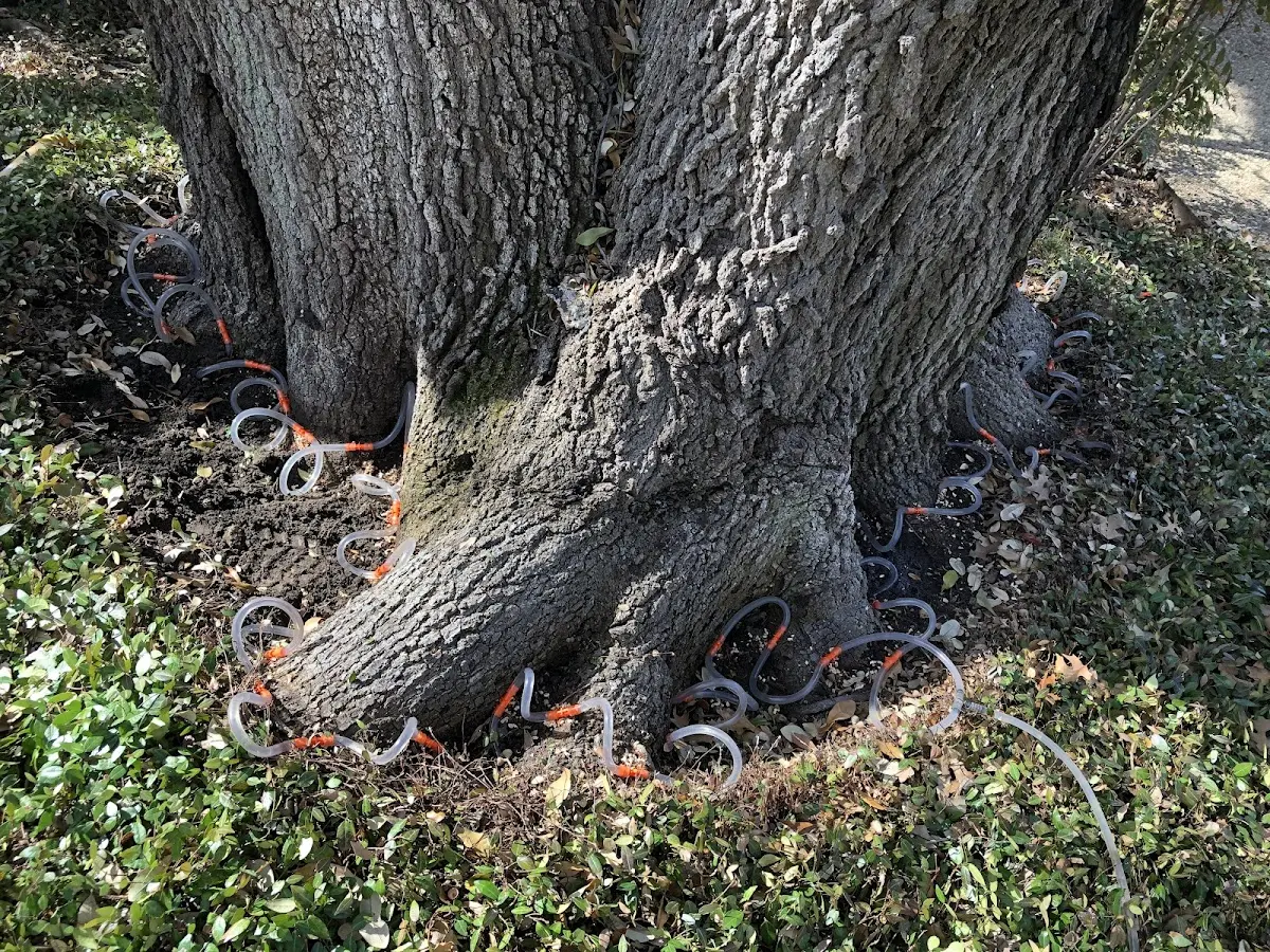 Detailed Tree Cabling and Bracing job site in Bismarck