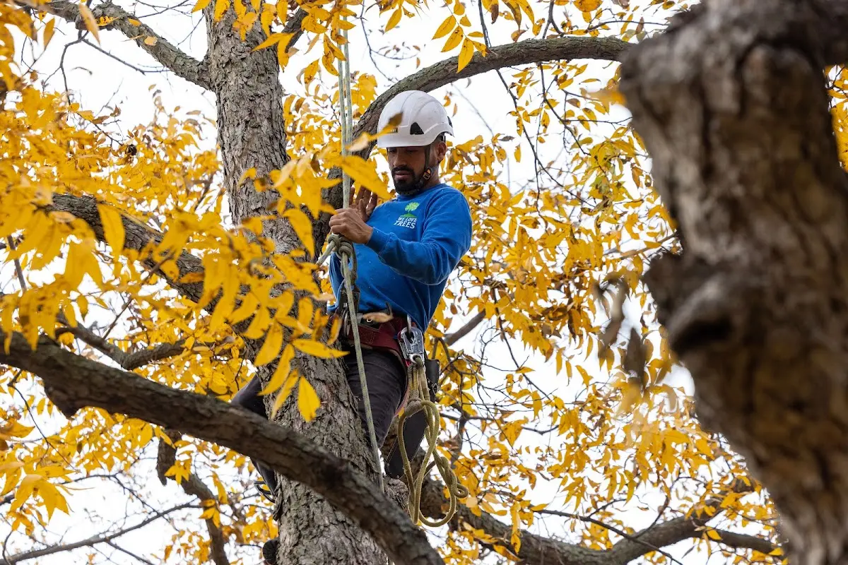 Skilled Stump Removal crew working in Bismarck